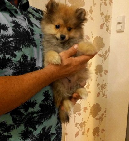 pomerániai törpe spitz