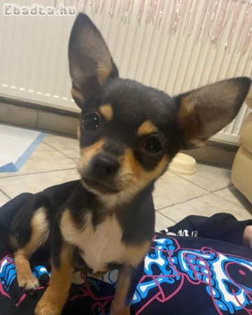 Eladó 8 hónapos kisfiú csivava