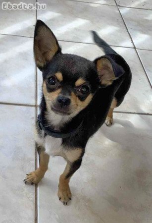 Eladó 8 hónapos kisfiú csivava