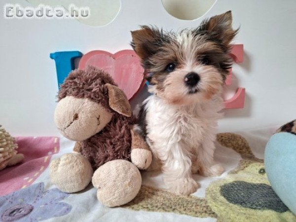 Yorkshire terrier kisfiú yorki