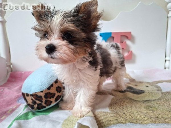 Yorkshire terrier kisfiú yorki