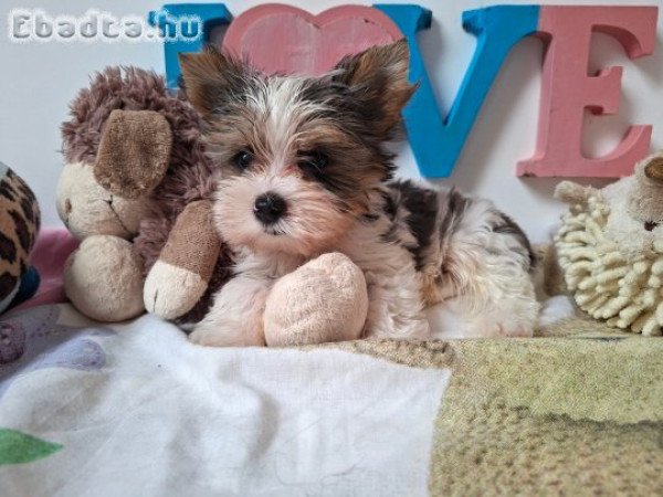 Yorkshire terrier kisfiú yorki