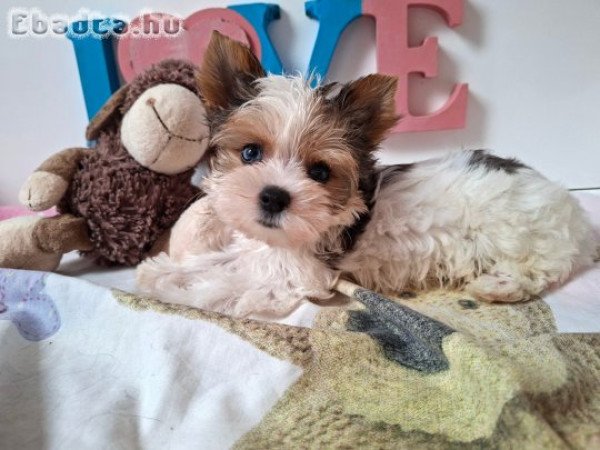 Yorkshire terrier kisfiú yorki