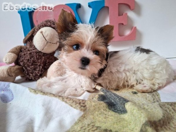 Yorkshire terrier kisfiú yorki