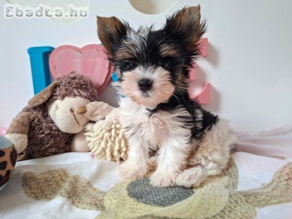 Yorkshire terrier kisfiú yorki