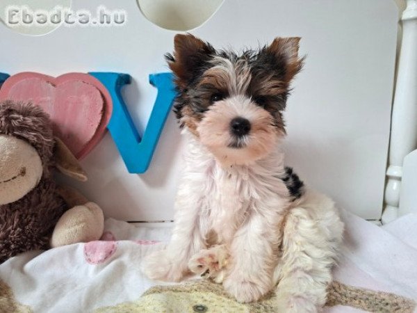 Yorkshire terrier kisfiú yorki