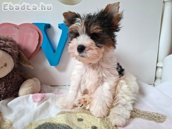 Yorkshire terrier kisfiú yorki