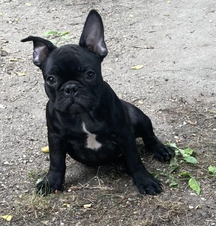 Francia bulldog