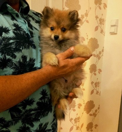 pomerániai törpe spitz