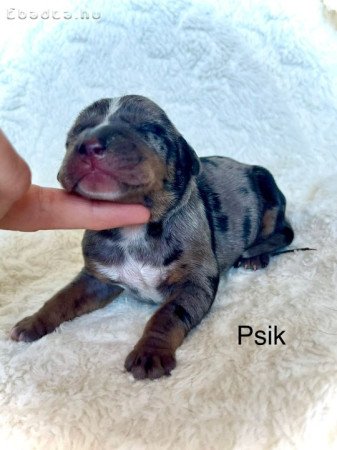 Louisiana Catahoula Leopárdkutya