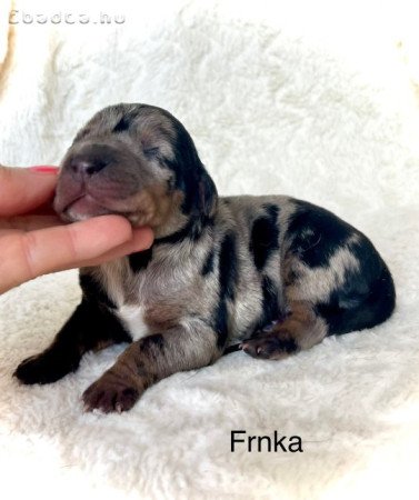 Louisiana Catahoula Leopárdkutya