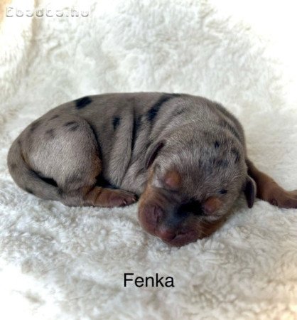 Louisiana Catahoula Leopárdkutya