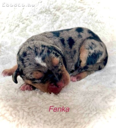 Louisiana Catahoula Leopárdkutya