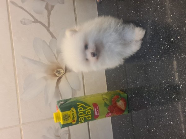 Pomerániai törpe spicc