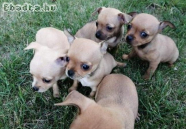 Csivava kiskutyák 06204741999