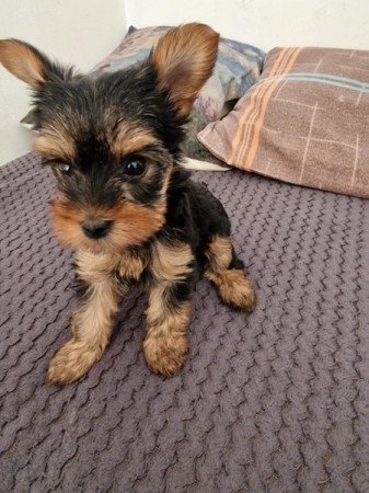 Yorkshire terrier