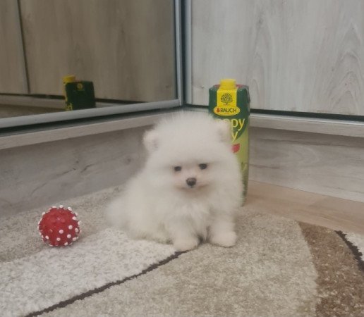 Pomerániai törpe spicc