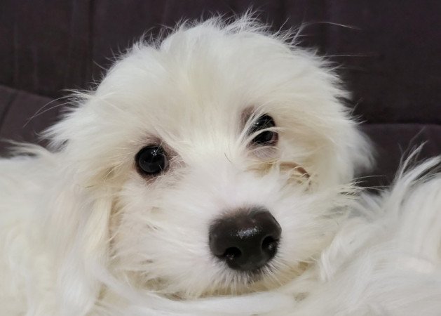 Máltai selyemszőrű