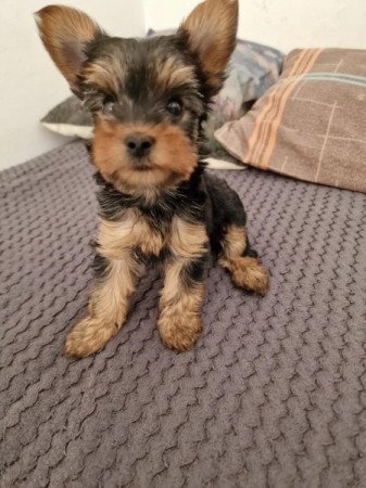 Yorkshire terrier