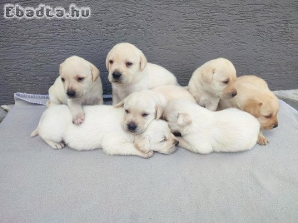 Labrador fajtatiszta kiskutyák