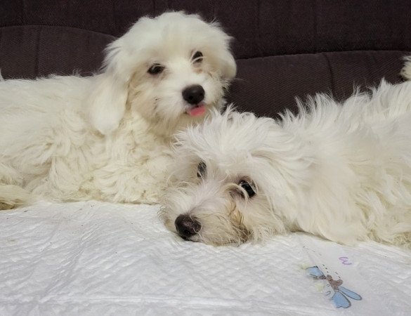 Máltai selyemszőrű