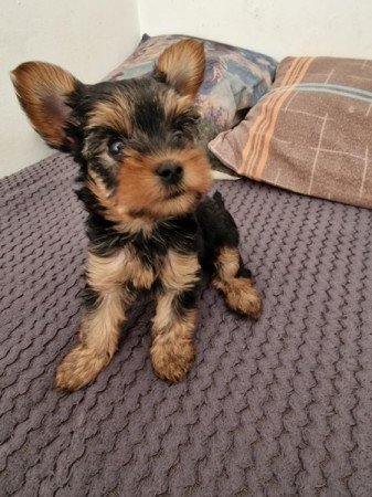 Yorkshire terrier