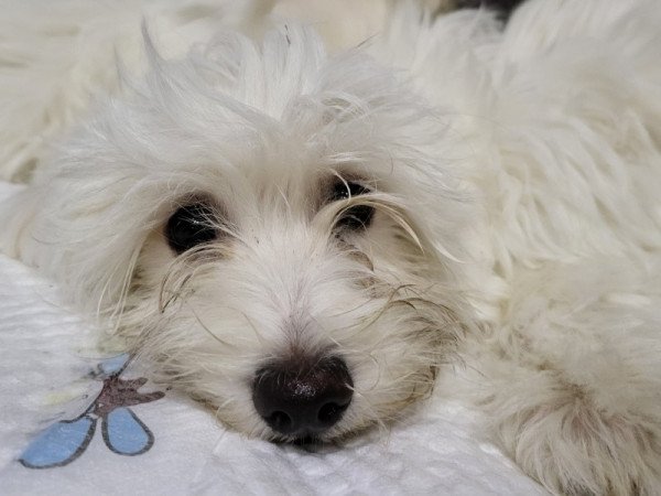 Máltai selyemszőrű