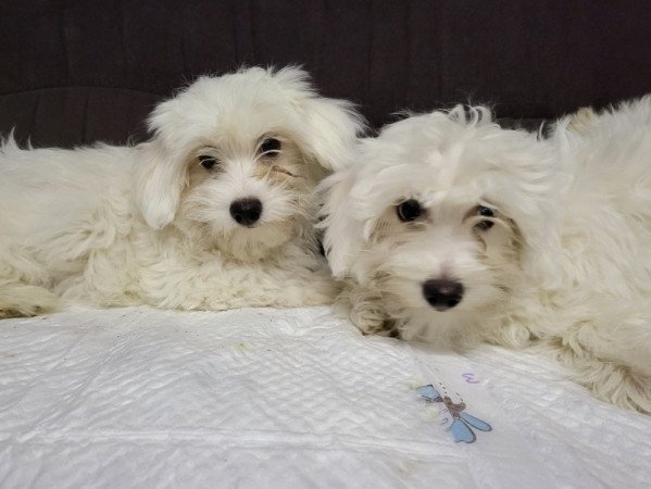 Máltai selyemszőrű