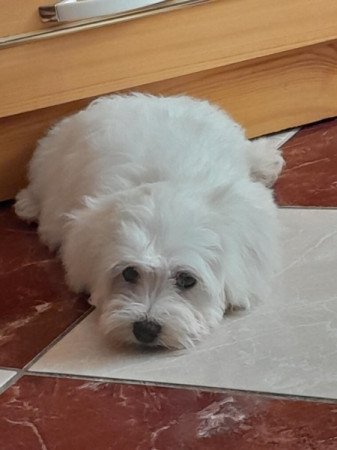 Máltai selyemszőrű