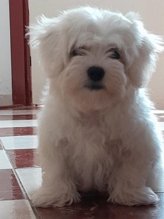 Máltai selyemszőrű