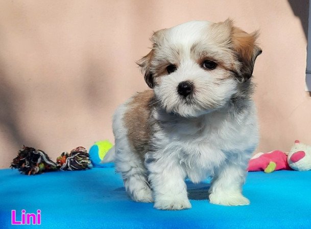 Bichon Havanese