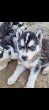 Husky