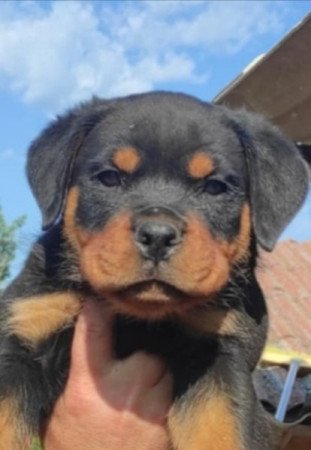 Rottweiler