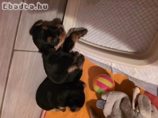 6 hetes Yorki lányok gazdit ketesnek