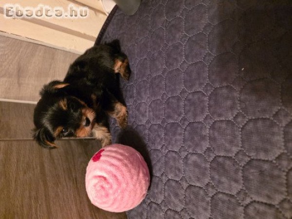 6 hetes Yorki lányok gazdit ketesnek