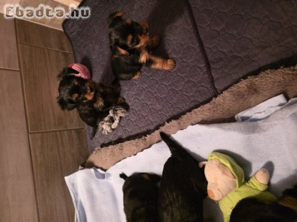 6 hetes Yorki lányok gazdit ketesnek