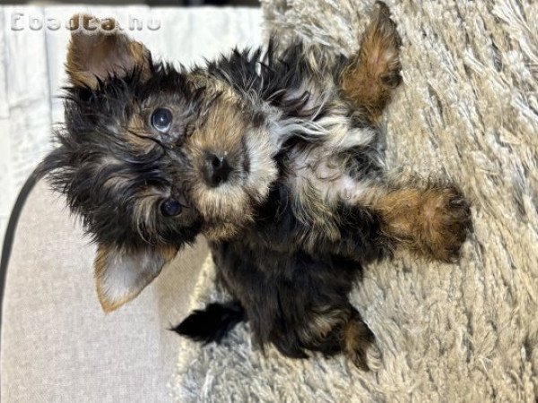 Mini yorki kiskutyák