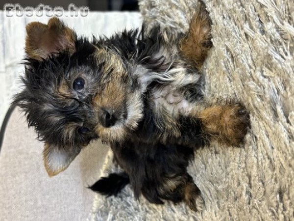 Mini yorki kiskutyák