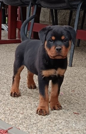 Rottweiler