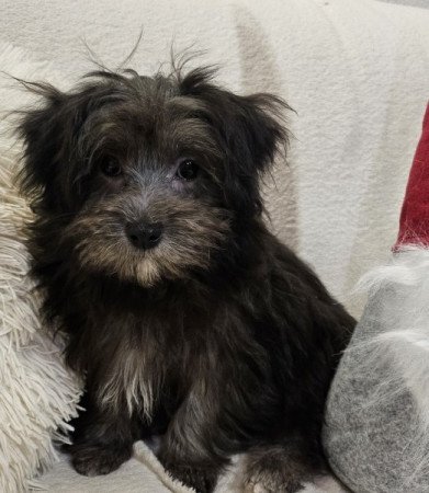 Bichon Havanese