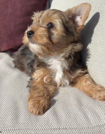 Yorkshire terrier