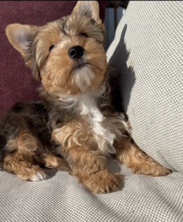Yorkshire terrier