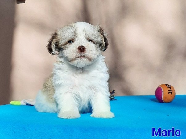 Bichon Havanese