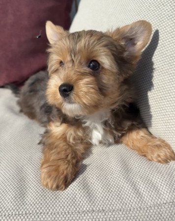Yorkshire terrier