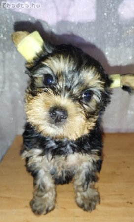 Yorkshire terrier baba