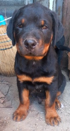 Rottweiler