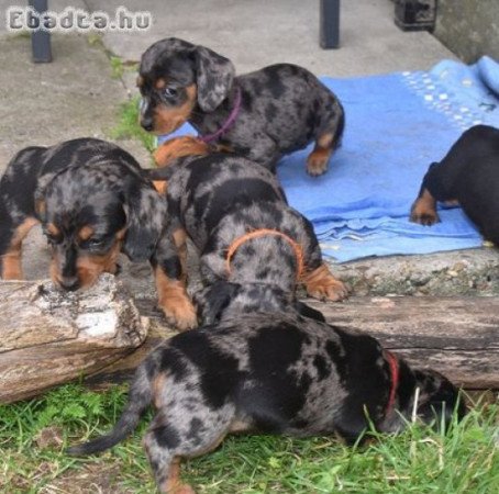 Harlekin tacskó kölykök