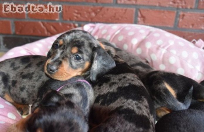 Harlekin tacskó kölykök