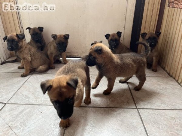 Belga Juhász  kutya kölykök