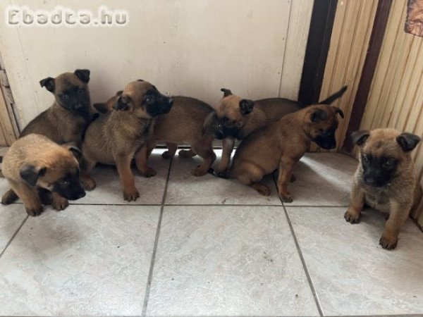 Belga Juhász  kutya kölykök